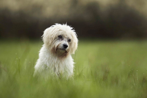 kleiner weißer Hund auf einer Wiese, Lübeck